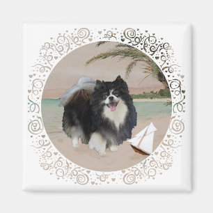 Íman Pomerânia Negra com veleiro