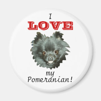 Íman Pomerânia Negra... eu adoro o meu Pomeraniano!
