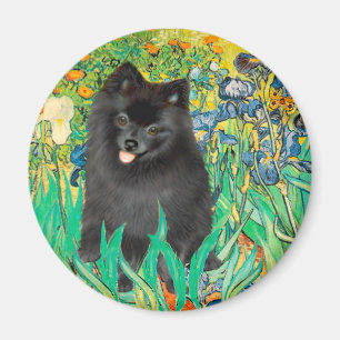 Íman Pomerânia (preto) - Íris