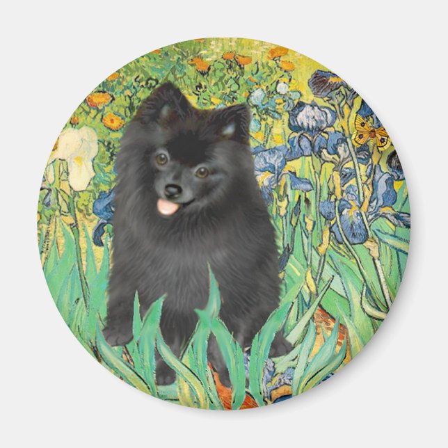 Íman Pomerânia (preto) - Íris (Frente)