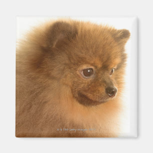 Íman Pomeranian