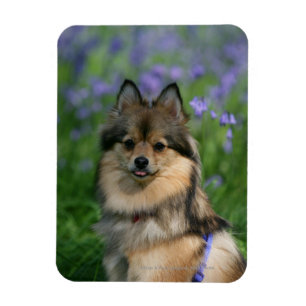 Íman Pomeranian na grama