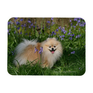 Íman Pomeranian que está de vista a câmera