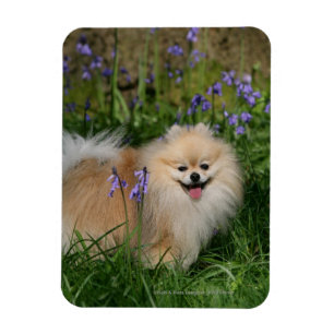 Íman Pomeranian que está de vista a câmera