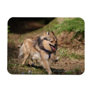 Íman Pomeranian que funciona com chicote de fios sobre