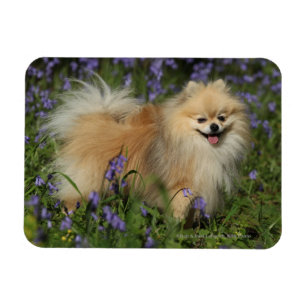 Íman Pomeranian que olha a câmera nos Bluebells