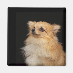 Íman Pomeranian que olha acima no preto