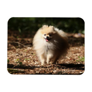 Íman Pomeranian que trota nas folhas caídas