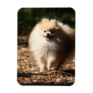 Íman Pomeranian que trota nas folhas caídas