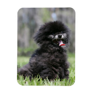 Íman Pomeranian superior preto