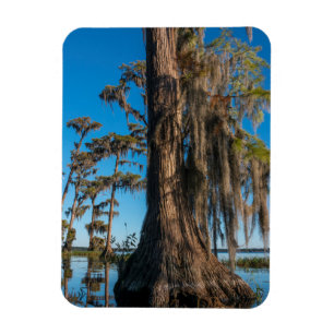 Íman Pond Cypress Tree em um Swamp
