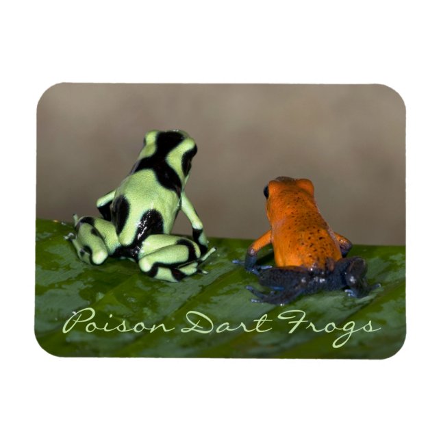 Íman Ponderando a situação (Horizontal)