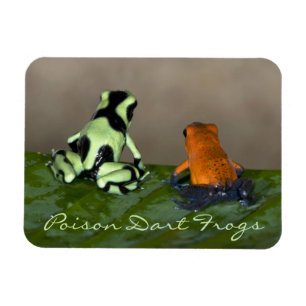 Íman Pondering a situação