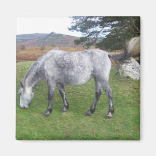 Íman Pônei de Dartmoor