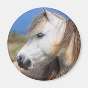 Íman Pônei de galês