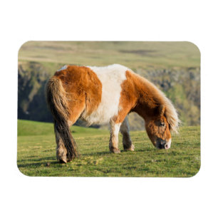 Íman Pônei de Shetland no pasto perto dos penhascos