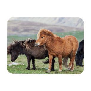 Íman Pônei Shetland, Ilhas Shetland, Escócia 2