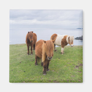 Íman Pônei Shetland no Pasto Perto de Falésias Altas
