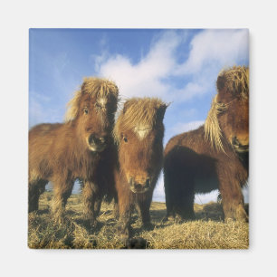 Íman Pônei Shetland, terra firme das Ilhas Shetland,