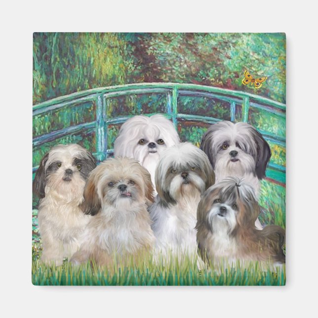 Íman Ponte - 6 Shih tzus (Frente)