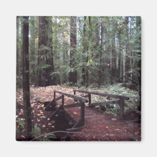 Íman Ponte Florestal - Parque Estadual de Humboldt Redw