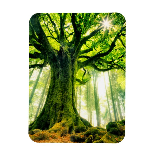 Íman Ponthus' Beech (Vertical)