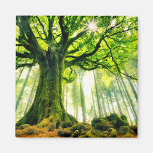 Íman Ponthus' Beech