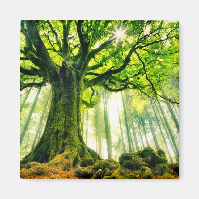 Íman Ponthus' Beech (Frente)