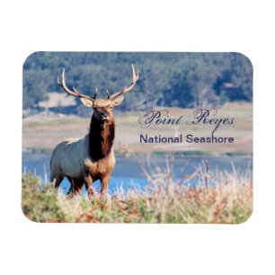 Íman Ponto Reyes da reserva dos alces de Tule