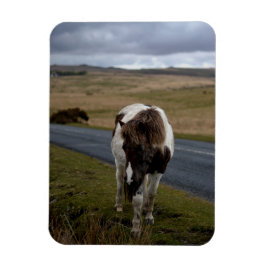 Íman Pony on Road in Dartmoor National Park