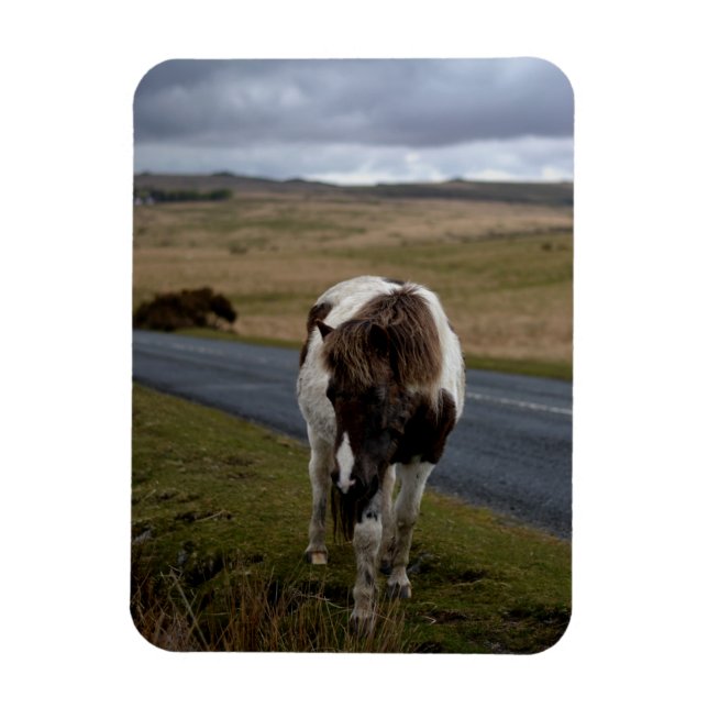 Íman Pony on Road in Dartmoor National Park (Vertical)