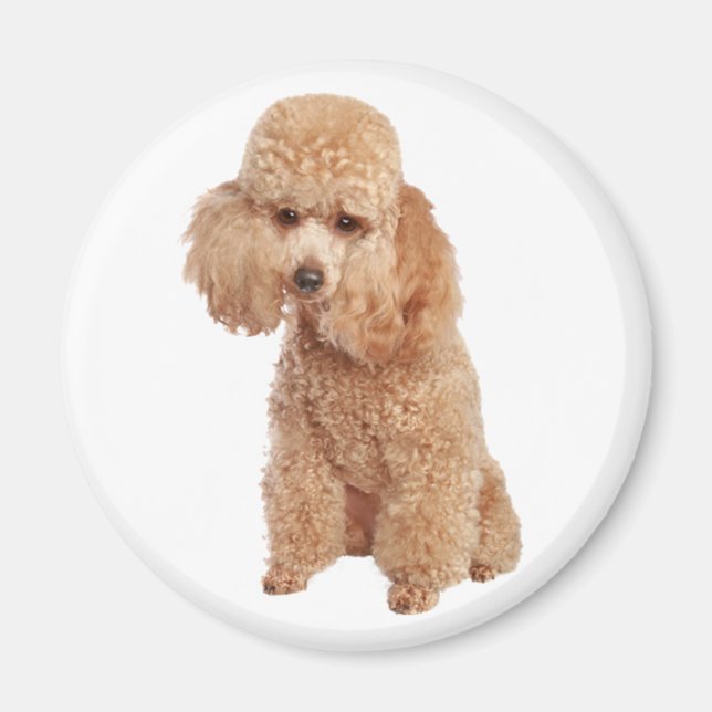 Íman Poodle (Frente)