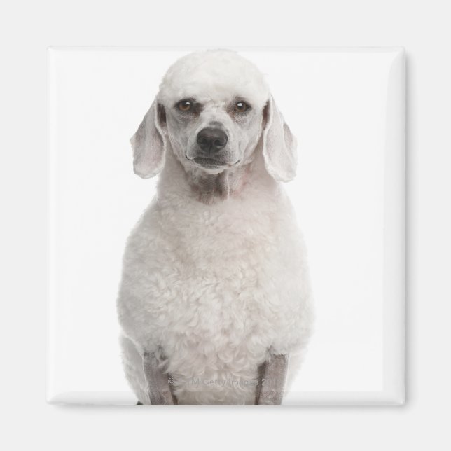 Íman Poodle (1 ano) (Frente)