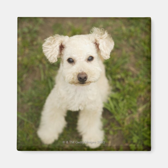 Íman Poodle (branco) (Frente)