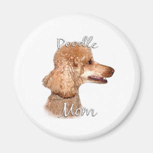 Íman Poodle (damasco) Mãe 2