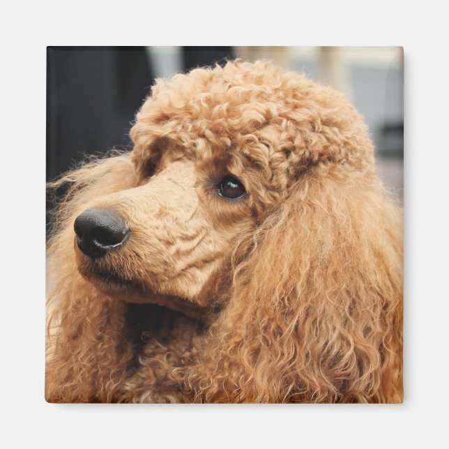 Íman Poodle Day 2010 #19 (Frente)