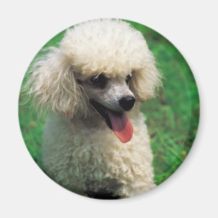 Íman Poodle On Grass