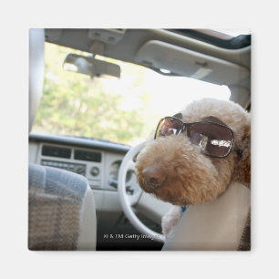 Íman poodle padrão 3