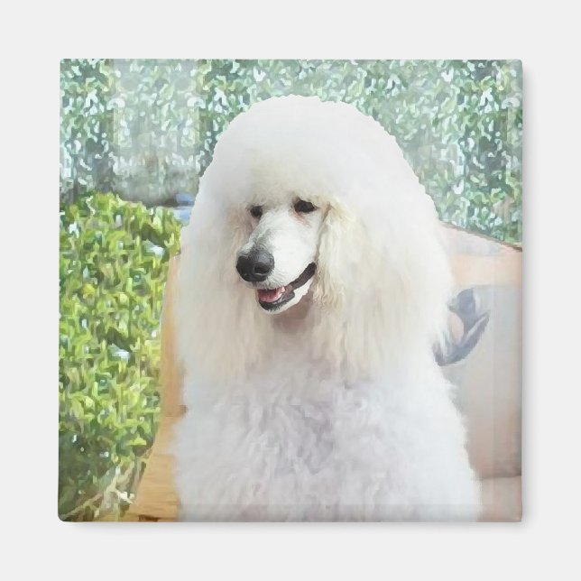 Íman Poodle Padrão Branco (Frente)