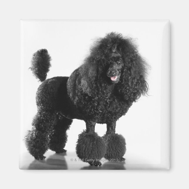Íman Poodle preto esmagado (Frente)