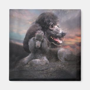 Íman Poodle Rock Magnet
