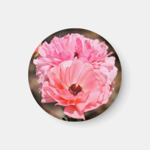 Íman Pop a Rosa
