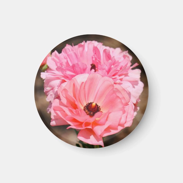 Íman Pop a Rosa (Frente)