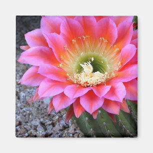 Íman Pop de cacto rosa