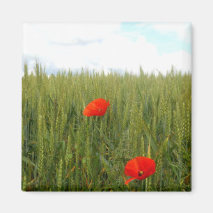 Íman Poppies num ímã quadrado de trigo