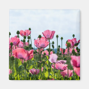 Íman Poppies Rosa
