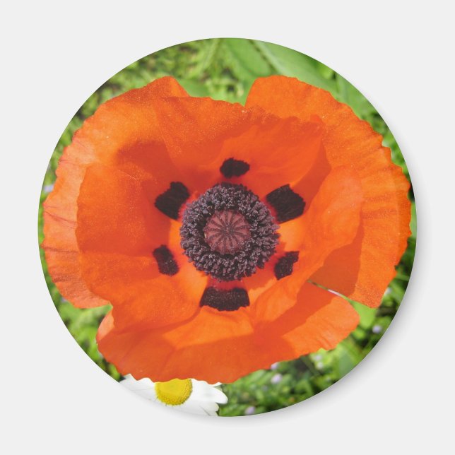 Íman Poppy (Frente)