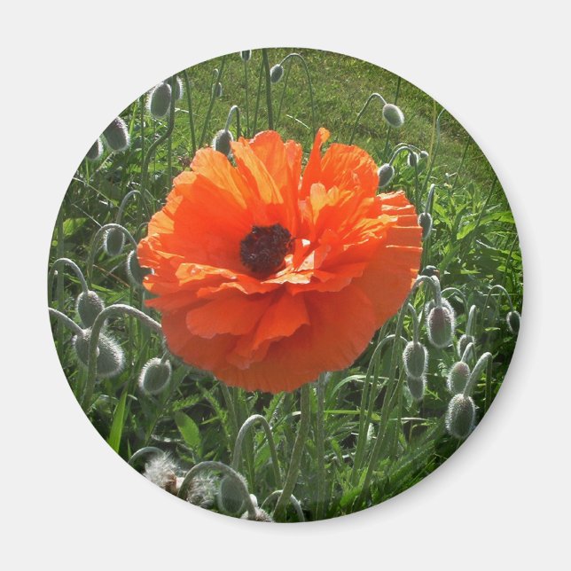Íman Poppy animado (Frente)