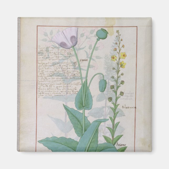 Íman Poppy e Figwort (Frente)