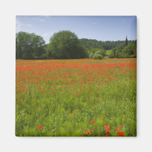Íman Poppy field, Chiusi, Itália